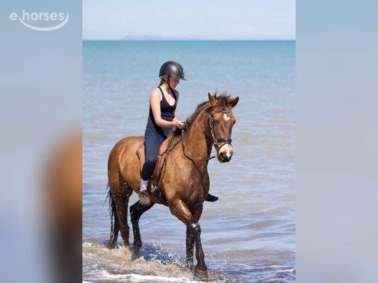 Connemara Gelding 13 years 14.2 hh Buckskin in Traveses (Partida)
