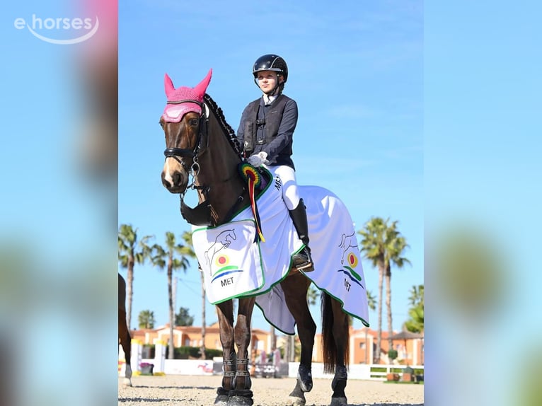 Connemara Gelding 13 years 14.2 hh Buckskin in Traveses (Partida)