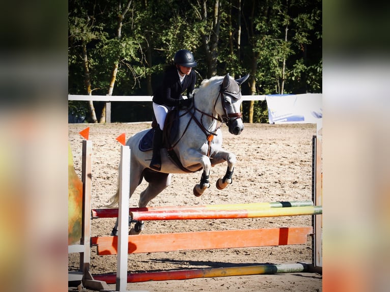 Connemara Gelding 13 years 14,2 hh Gray in Raglitz