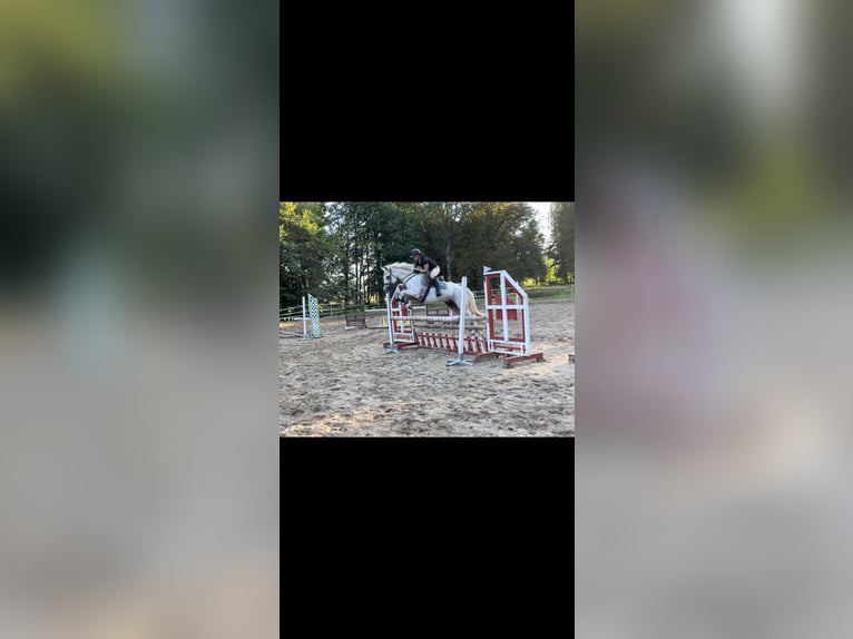 Connemara Gelding 13 years 14,2 hh Gray in Raglitz