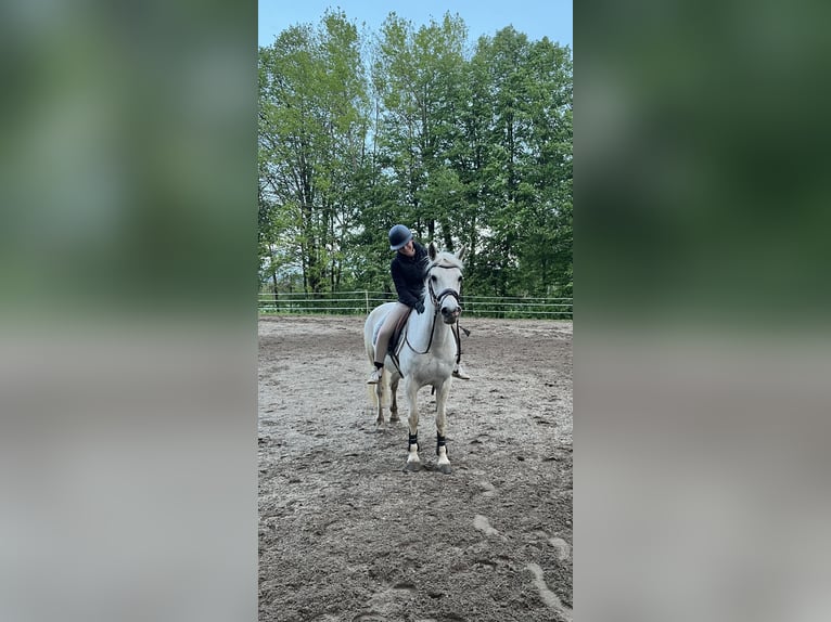 Connemara Gelding 13 years 14,2 hh Gray in Raglitz