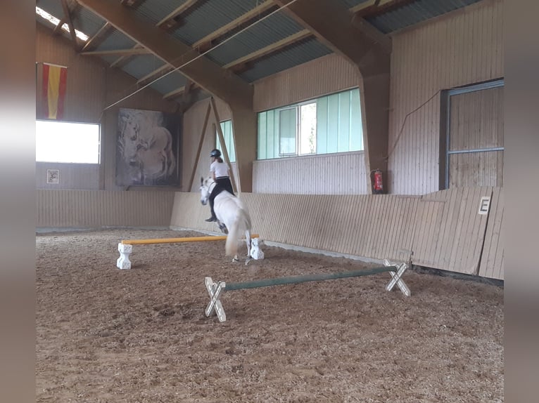 Connemara Mix Gelding 13 years 14.2 hh Grey in Biel-Benken BL