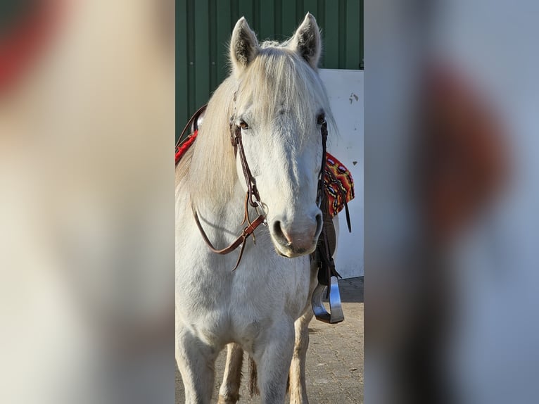 Connemara Gelding 13 years 14.3 hh Grey in Bad Orb