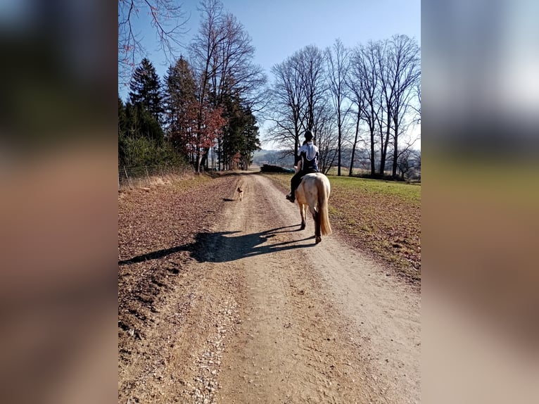 Connemara Gelding 13 years 14 hh Gray in Langquaid