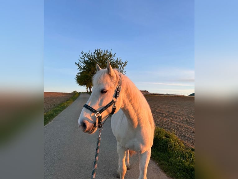 Connemara Gelding 13 years 14 hh Gray in Langquaid