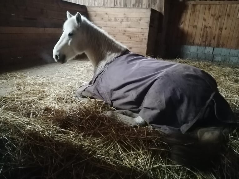 Connemara Gelding 13 years 14 hh Gray in Langquaid