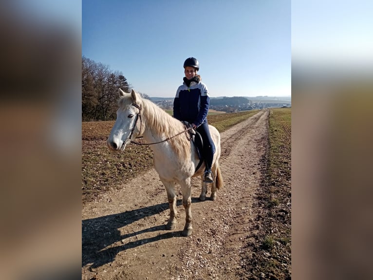 Connemara Gelding 13 years 14 hh Gray in Langquaid