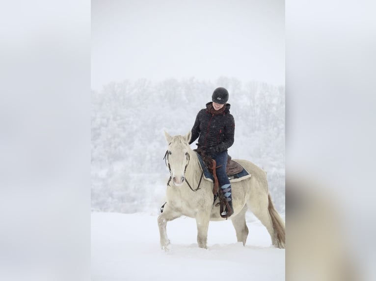 Connemara Gelding 13 years 14 hh Gray in Langquaid