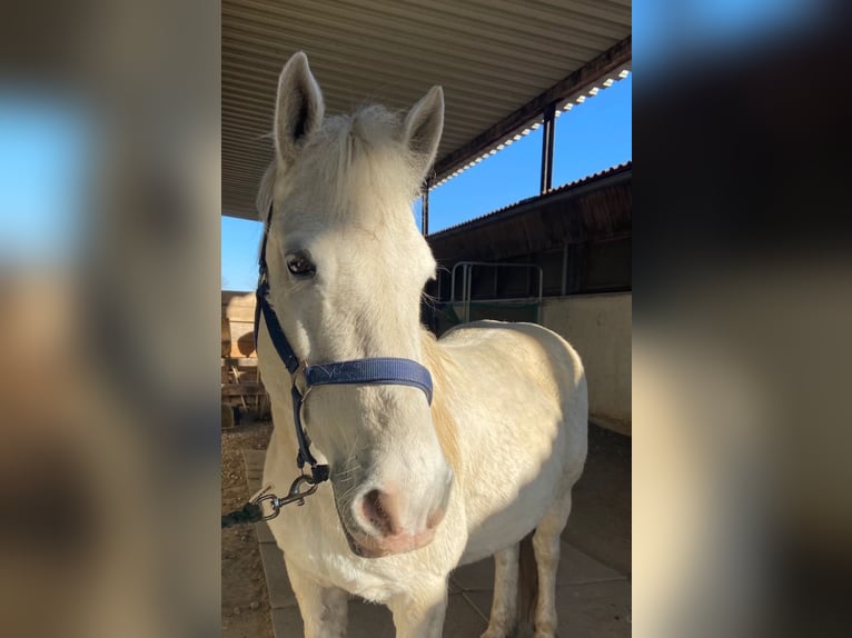 Connemara Gelding 13 years 14 hh Gray in Langquaid