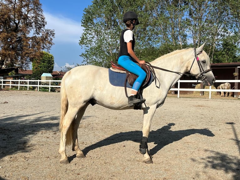 Connemara Gelding 13 years 14,1 hh Grey in Rosta