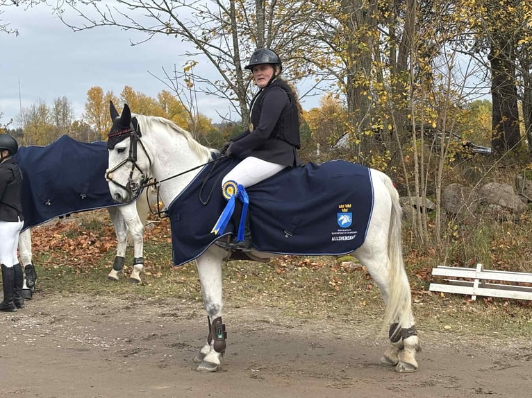 Connemara Gelding 13 years 14,2 hh Grey in Halmstad