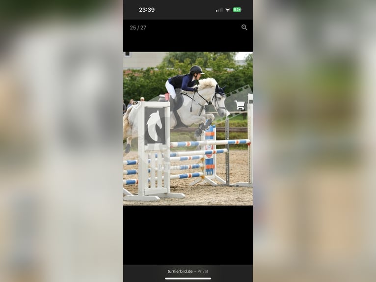 Connemara Gelding 13 years 14,2 hh Grey in Ludwigshafen am Rhein