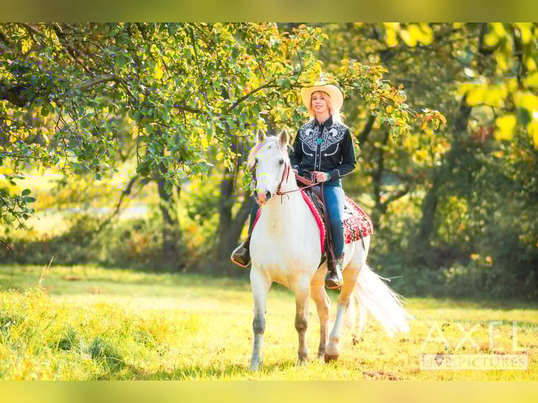 Connemara Gelding 13 years 14,3 hh Grey in Bad Orb