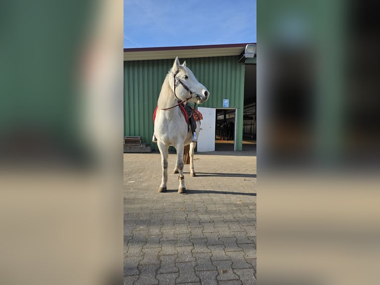 Connemara Gelding 13 years 14,3 hh Grey in Bad Orb