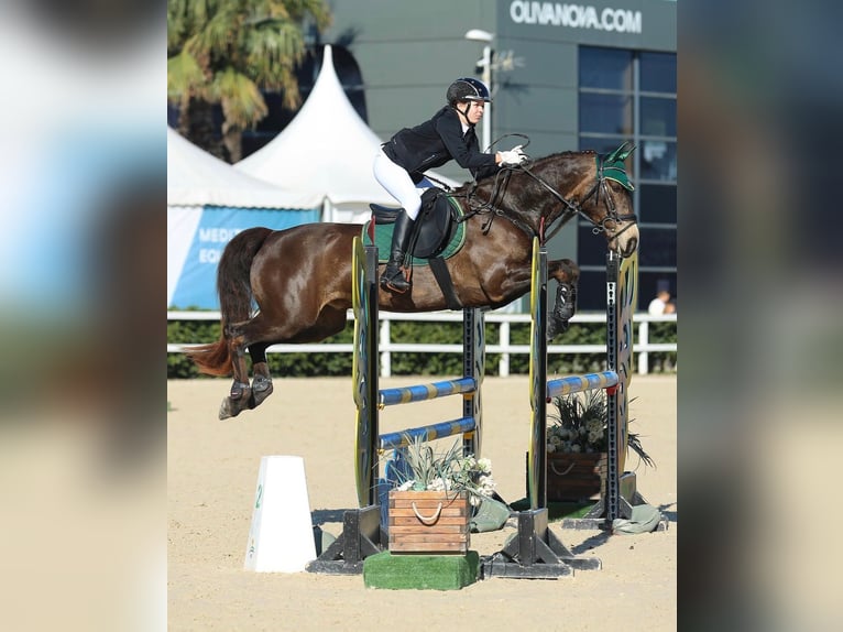 Connemara Gelding 13 years 15.1 hh Dun in Traveses (Partida)