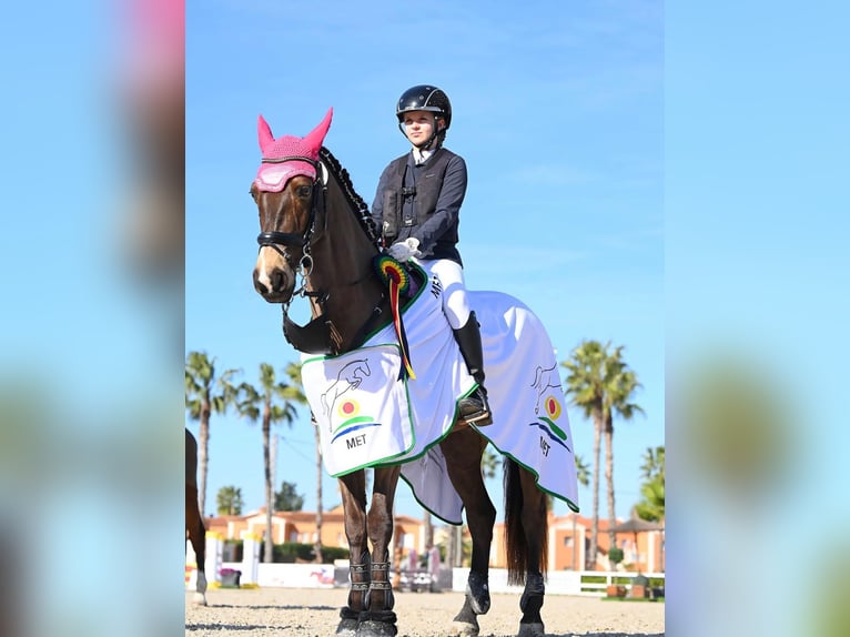 Connemara Gelding 13 years 15.1 hh Dun in Traveses (Partida)
