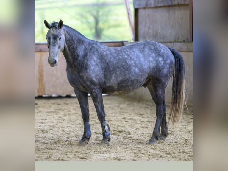 Connemara Gelding 13 years 15,1 hh Gray in Waldbröl