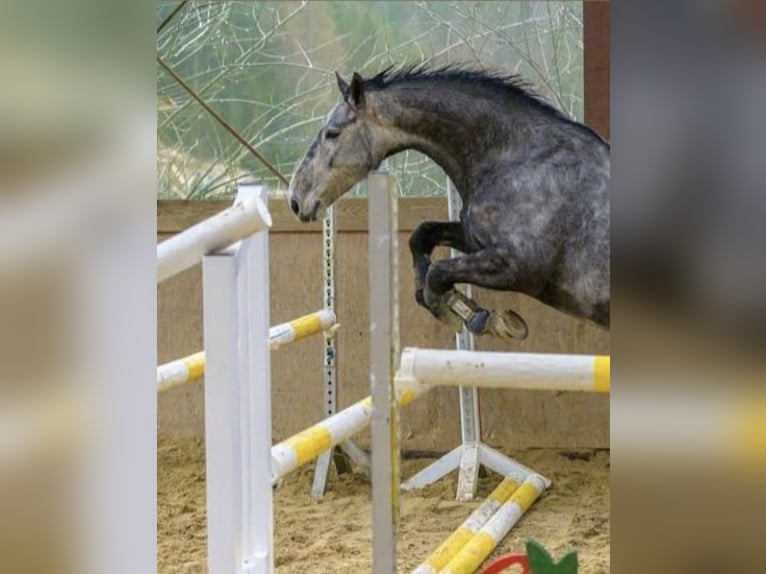 Connemara Gelding 13 years 15,1 hh Gray in Waldbröl