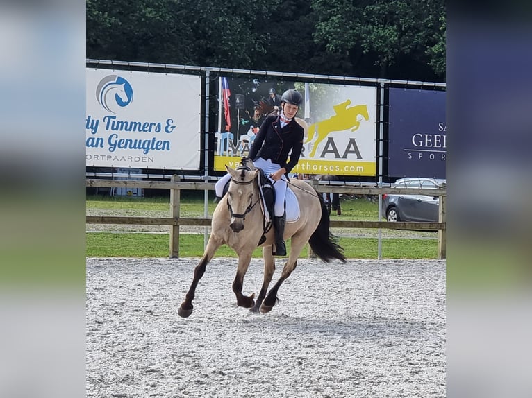 Connemara Mix Gelding 13 years 15 hh Buckskin in Enter