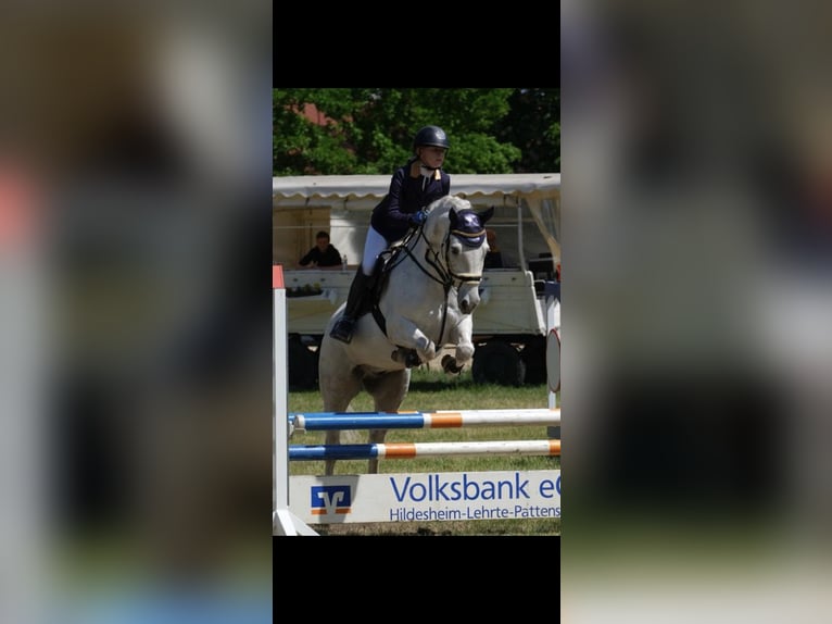 Connemara Gelding 13 years 15 hh Gray in Burgdorf