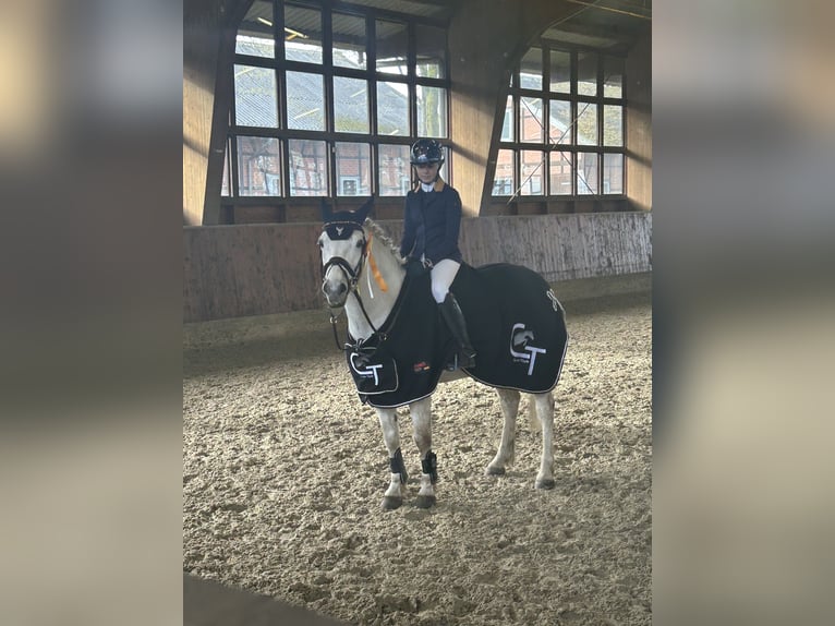 Connemara Gelding 13 years 15 hh Gray in Burgdorf