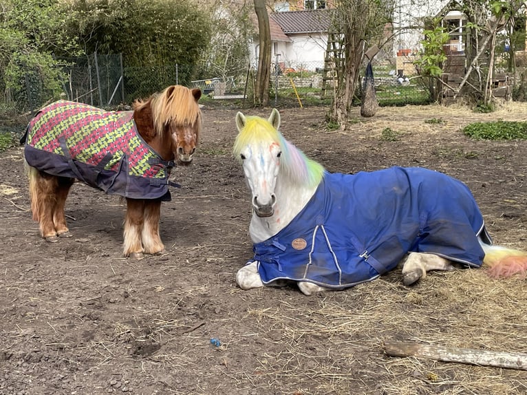 Connemara Gelding 13 years 15 hh Gray in Burgdorf