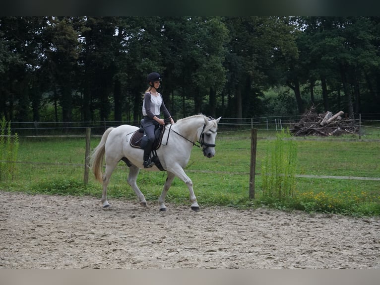 Connemara Mix Gelding 13 years 15 hh Grey in M&#xFC;nster