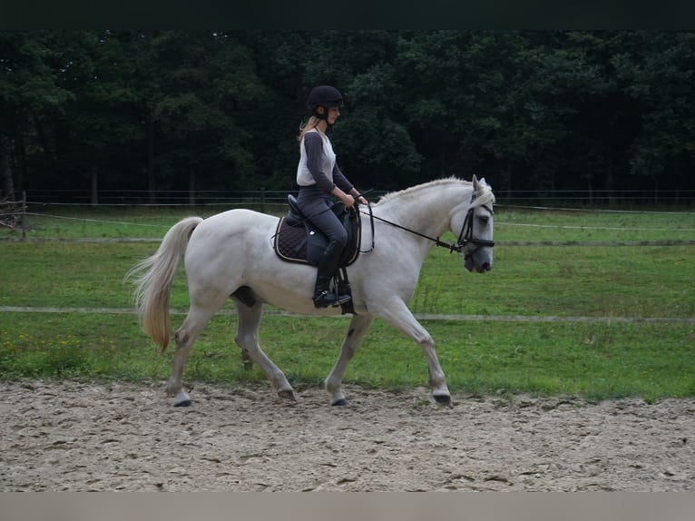 Connemara Mix Gelding 13 years 15 hh Grey in M&#xFC;nster