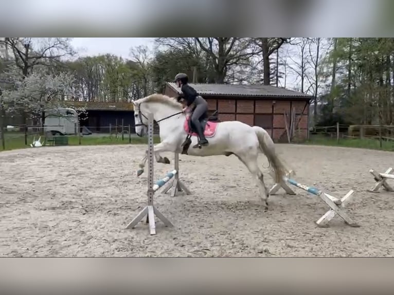 Connemara Mix Gelding 13 years 15 hh Grey in M&#xFC;nster