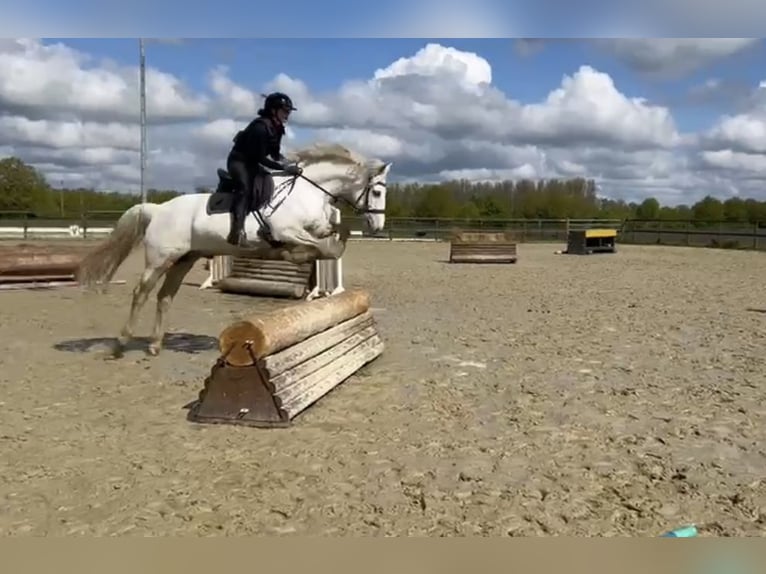 Connemara Mix Gelding 13 years 15 hh Grey in M&#xFC;nster