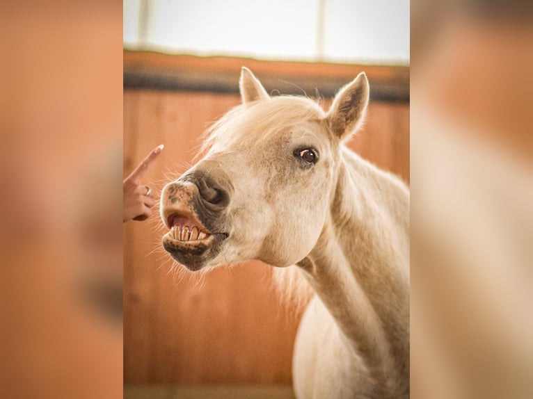 Connemara Gelding 14 years 14,1 hh Gray in Welzheim