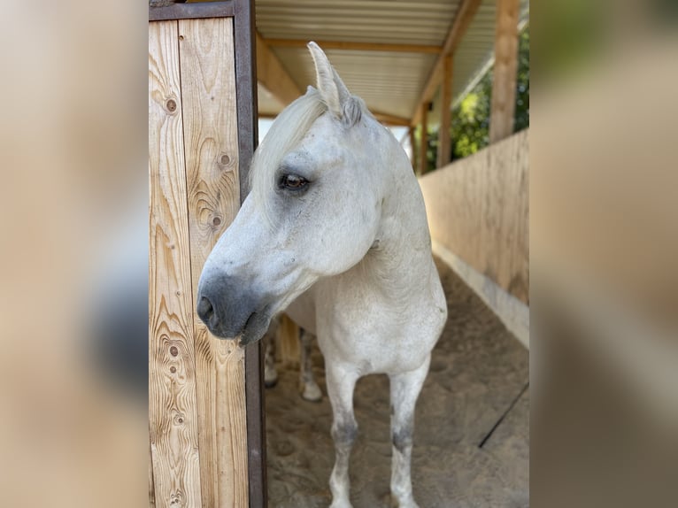 Connemara Gelding 14 years 14,1 hh Gray in Welzheim