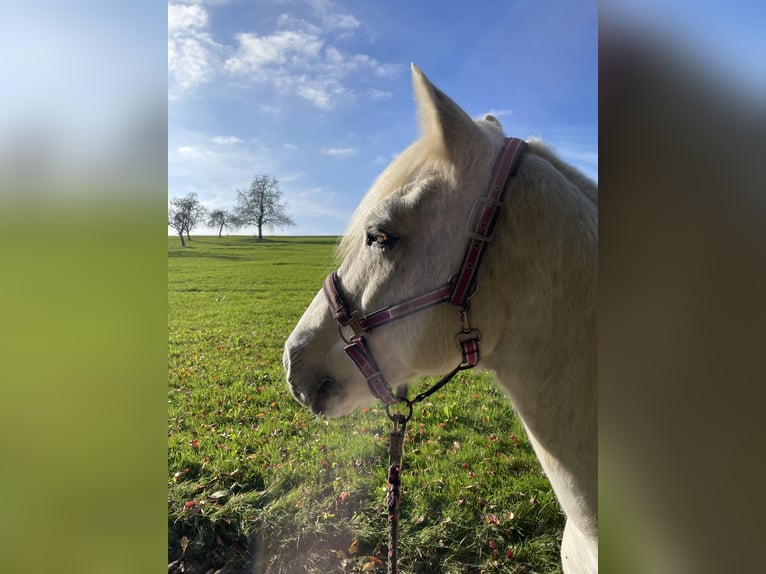 Connemara Gelding 14 years 14,1 hh Gray in Welzheim