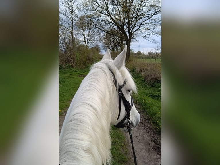 Connemara Gelding 14 years 14,2 hh Gray in Norderwöhrden