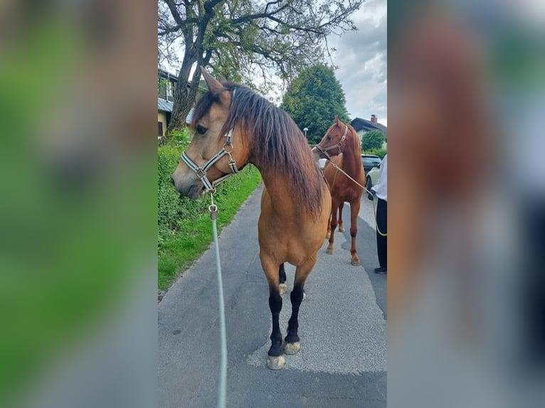 Connemara Gelding 14 years 14,3 hh Dun in Stattegg b. Graz