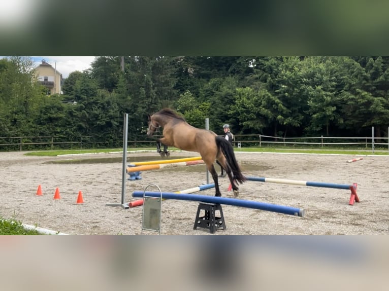 Connemara Gelding 14 years 14,3 hh Dun in Stattegg b. Graz