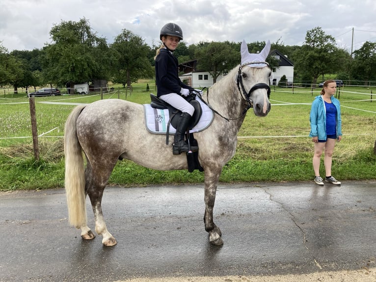 Connemara Gelding 14 years 14 hh Grey-Dapple in Neckartailfingen
