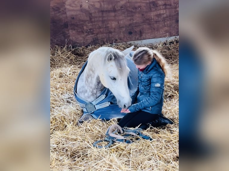 Connemara Gelding 14 years 14 hh Grey-Dapple in Neckartailfingen