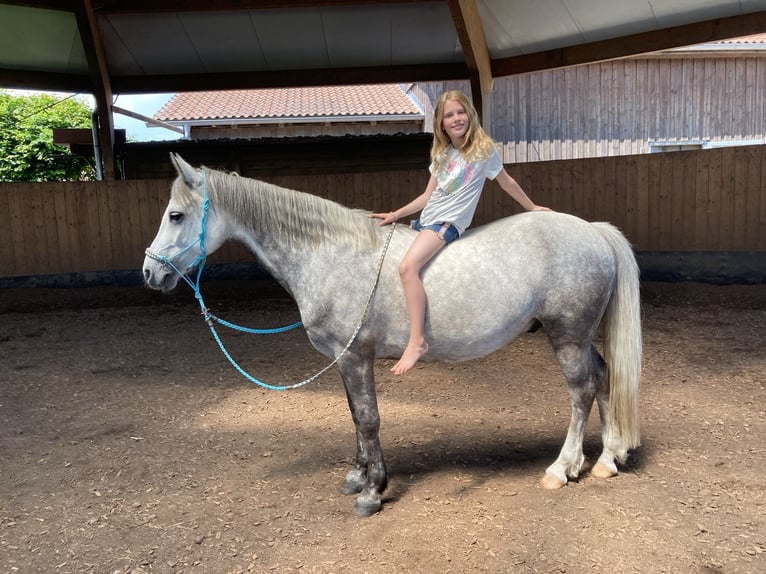 Connemara Gelding 14 years 14 hh Grey-Dapple in Neckartailfingen