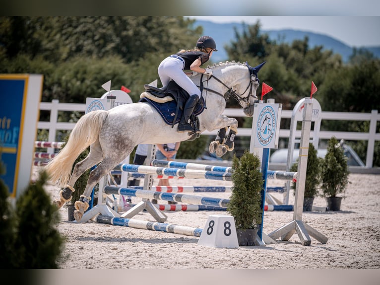 Connemara Gelding 14 years 14 hh Grey-Dapple in Neckartailfingen