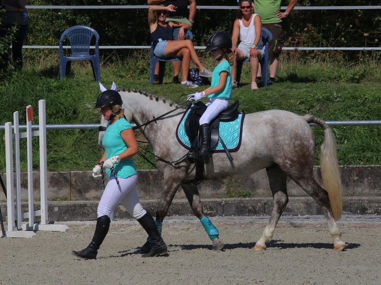 Connemara Gelding 14 years 14 hh Grey-Dapple in Neckartailfingen
