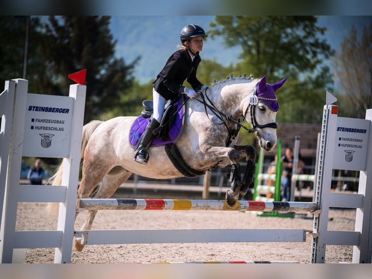 Connemara Gelding 14 years 14 hh Grey-Dapple in Neckartailfingen