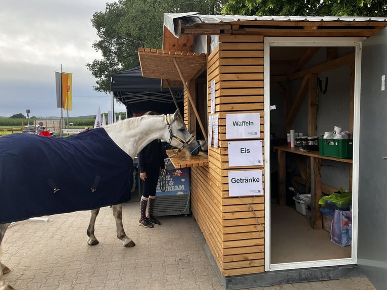 Connemara Gelding 14 years 14 hh Grey-Dapple in Neckartailfingen