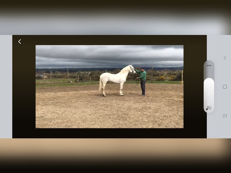 Connemara Gelding 14 years 14,1 hh Grey in Rosta