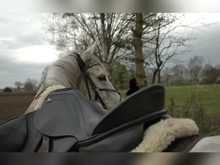 Connemara Gelding 14 years 14,2 hh Gray-Fleabitten in Hopsten