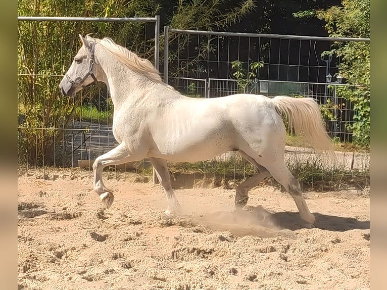 Connemara Gelding 14 years 15,1 hh Grey-Fleabitten in Lage