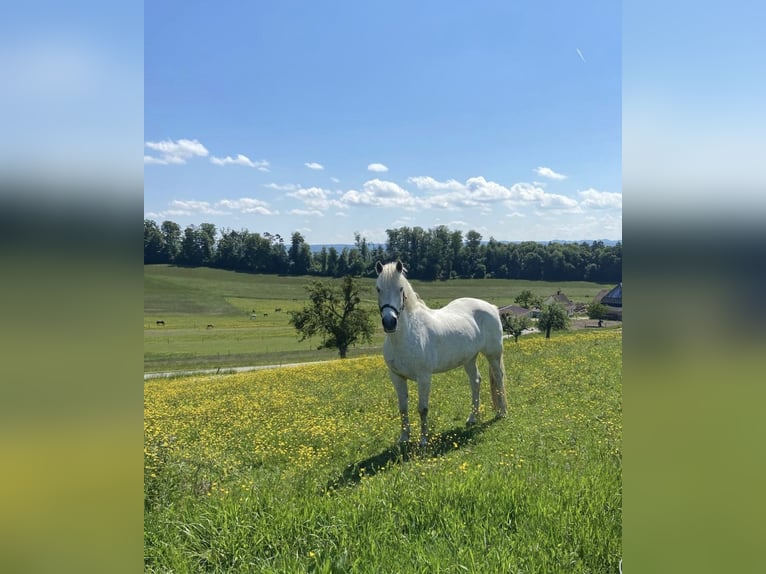 Connemara Gelding 14 years 15,1 hh Grey in Berg