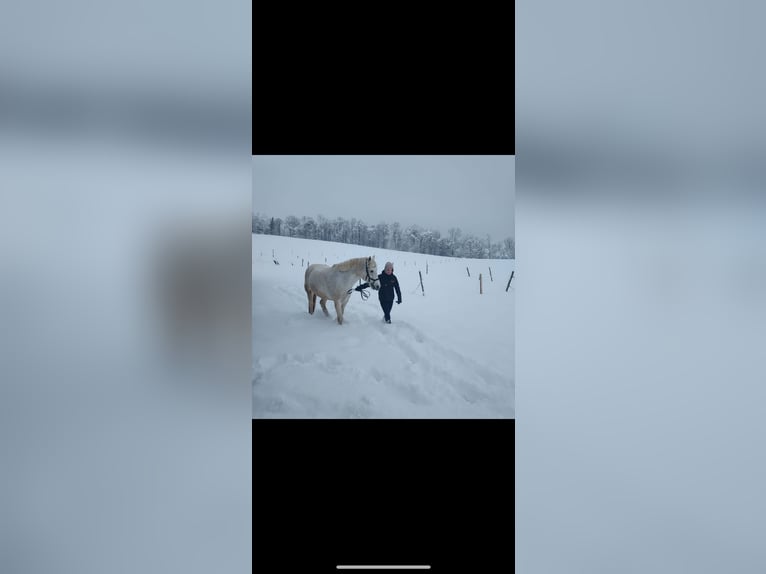 Connemara Gelding 14 years 15,1 hh Grey in Berg