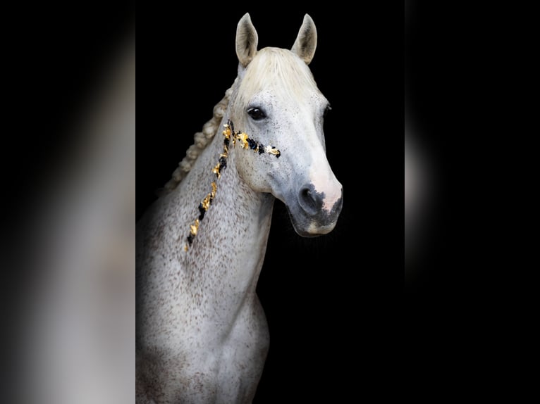 Connemara Gelding 15 years 14.2 hh Grey in Bereldange