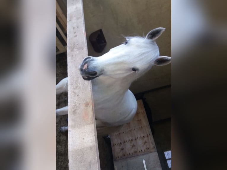 Connemara Gelding 15 years 14 hh Grey in Lichtenfels